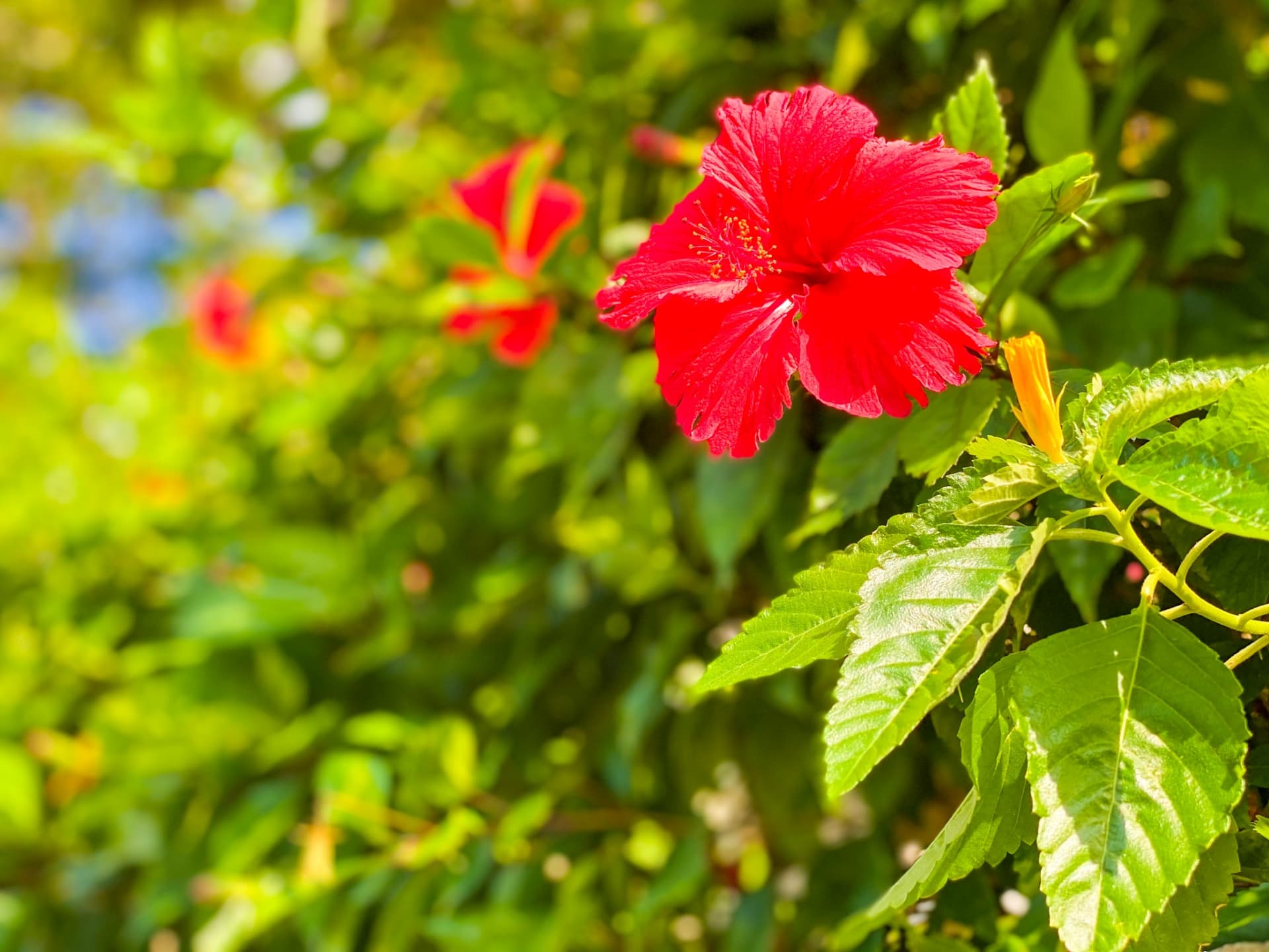 観光タクシー/ハイヤー